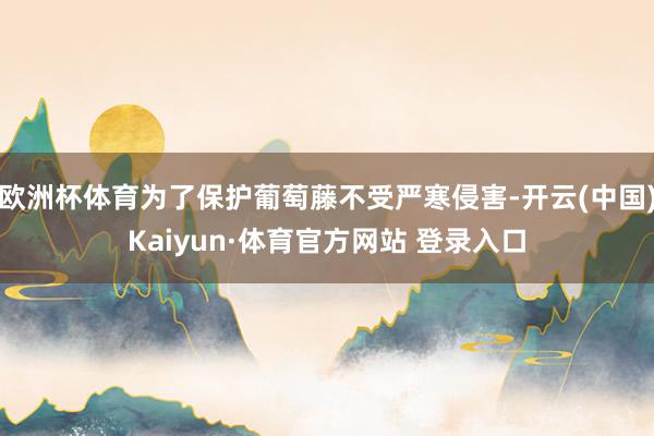 欧洲杯体育为了保护葡萄藤不受严寒侵害-开云(中国)Kaiyun·体育官方网站 登录入口
